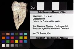 Foto (Objket + Etiketten) von Decapoda indet. 